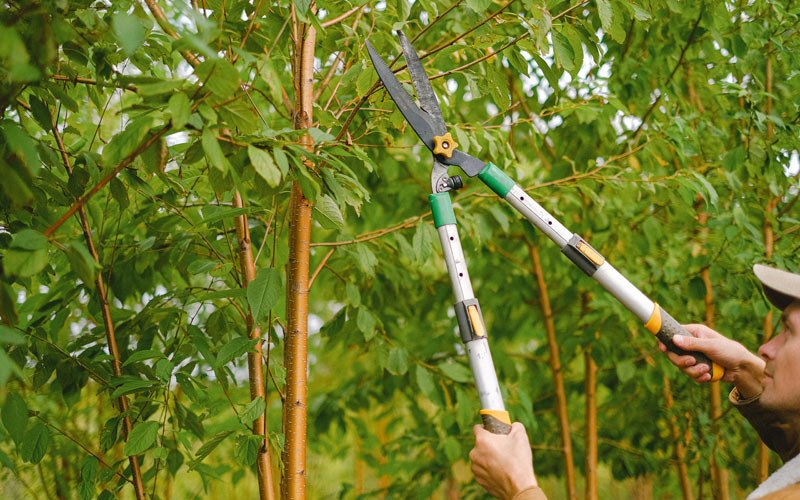 Tree trimming in Rexburg, ID